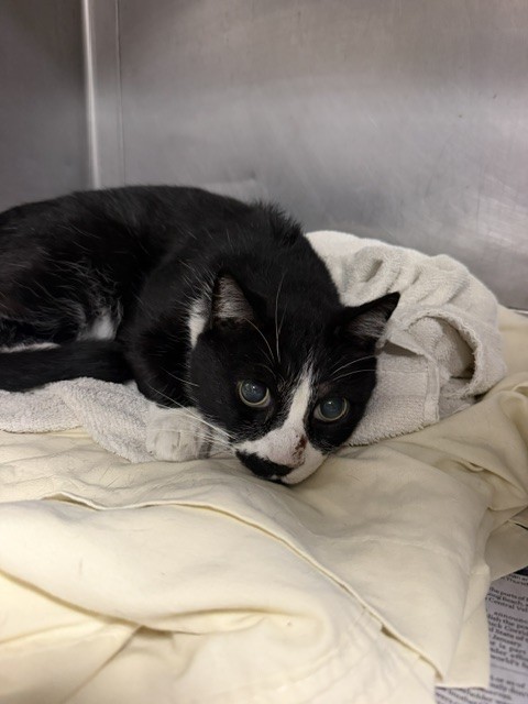 Shelter Stray Male Cat last seen , West Valley Animal Shelter, 20655 Plummer St, Chatsworth, CA 91311, USA