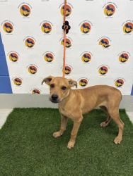 Shelter Stray Male Dog last seen EMBER AVE, 19640 Dogpatch Ln, Land O' Lakes, FL 34638, USA