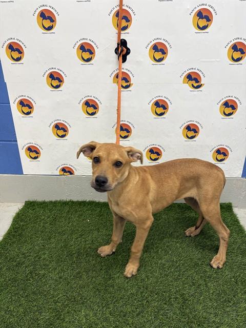 Shelter Stray Male Dog last seen EMBER AVE, 19640 Dogpatch Ln, Land O' Lakes, FL 34638, USA