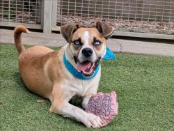 Shelter Stray Male Dog last seen , 957 N Gaffey St, San Pedro, CA 90731, USA