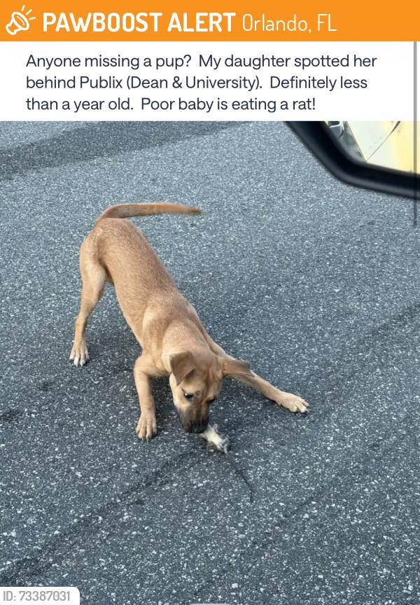 Found/Stray Unknown Dog last seen Dean/univeristy/suncrest, Orlando, FL 32817