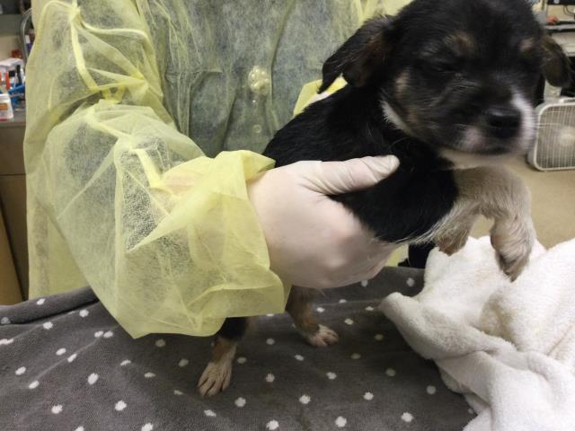 Shelter Stray Male Dog last seen Near BLOCK DEPRAD ST, PERRIS, CA, 6851 Van Buren Boulevard, Jurupa Valley, CA 92509, USA