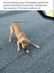 Found/Stray Unknown Dog last seen Dean/univeristy/suncrest, Orlando, FL 32817