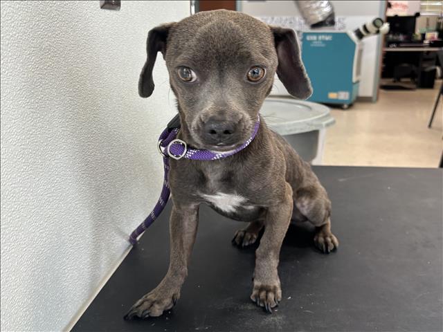 Shelter Stray Female Dog last seen , 957 N Gaffey St, San Pedro, CA 90731, USA