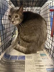 Shelter Stray Female Cat last seen Near BLOCK SW 151 TER, 3599 NW 79th Ave, Doral, FL 33122, USA