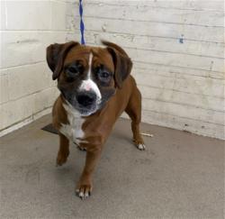 Shelter Stray Male Dog last seen Near BLOCK E HOSPITALITY, 333 Chandler Pl, San Bernardino, CA 92408, USA