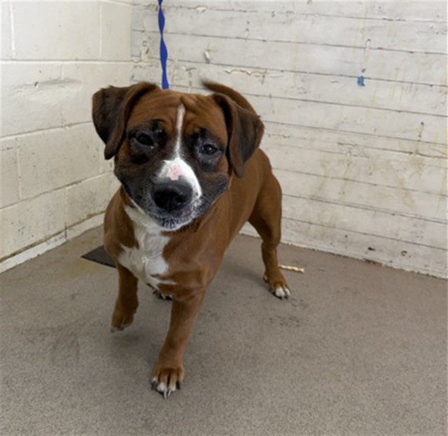 Shelter Stray Male Dog last seen Near BLOCK E HOSPITALITY, 333 Chandler Pl, San Bernardino, CA 92408, USA