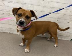 Shelter Stray Male Dog last seen Near BLOCK E HOSPITALITY, 333 Chandler Pl, San Bernardino, CA 92408, USA