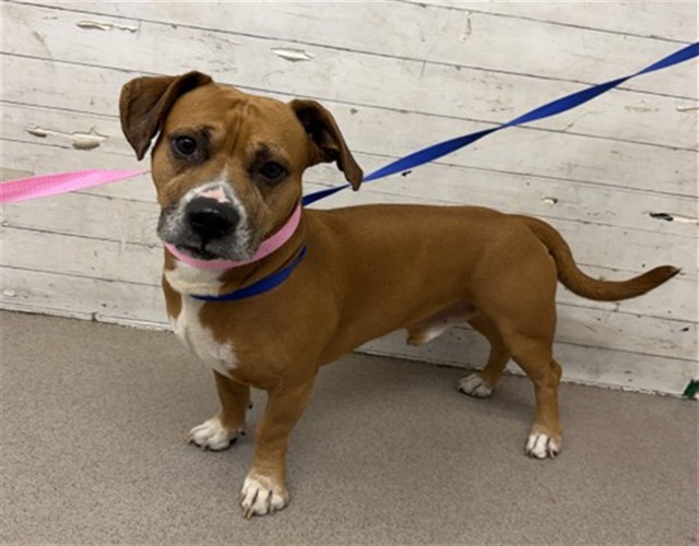 Shelter Stray Male Dog last seen Near BLOCK E HOSPITALITY, 333 Chandler Pl, San Bernardino, CA 92408, USA
