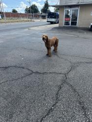 Found/Stray Unknown Dog last seen 25th and Walker, Oklahoma City, OK 73109