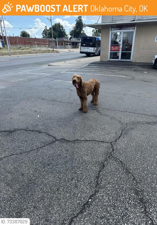 Found/Stray Unknown Dog last seen 25th and Walker, Oklahoma City, OK 73109