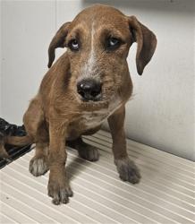Shelter Stray Female Dog last seen Near BLOCK S UNION AVE, BAKERSFIELD CA 93307, 3951 Fruitvale Ave, Bakersfield, CA 93308, USA