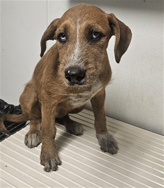 Shelter Stray Female Dog last seen Near BLOCK S UNION AVE, BAKERSFIELD CA 93307, 3951 Fruitvale Ave, Bakersfield, CA 93308, USA