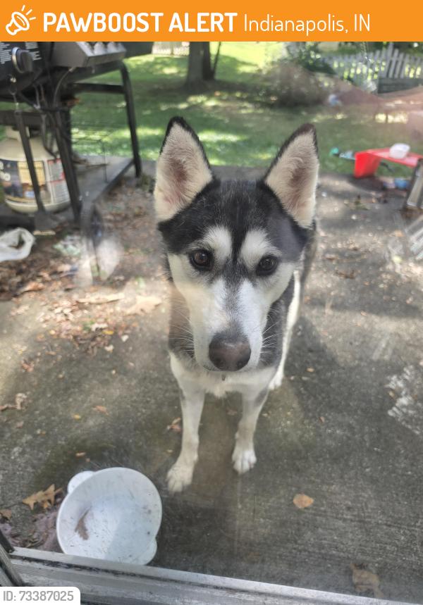 Found/Stray Unknown Dog last seen Arlington and Thompson, Indianapolis, IN 46237