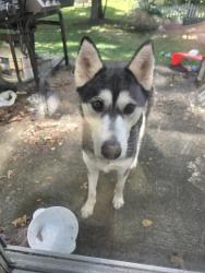 Found/Stray Unknown Dog last seen Arlington and Thompson, Indianapolis, IN 46237
