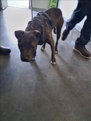 Shelter Stray Female Dog last seen , 1850 W 60th St, Los Angeles, CA 90047, USA