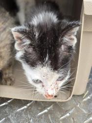 Shelter Stray Unknown Cat last seen Near BLOCK SHANNONHOUSE ST SHELBY, NC 28150, 1601 Airport Rd, Shelby, NC 28150, USA
