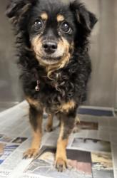 Shelter Stray Female Dog last seen , 14409 Vanowen St, Van Nuys, CA 91405, USA