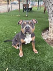 Shelter Stray Female Dog last seen , 31044 Charlie Canyon Rd, Castaic, CA 91384, USA