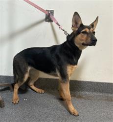 Shelter Stray Female Dog last seen , 3201 Lacy St, Los Angeles, CA 90031, USA