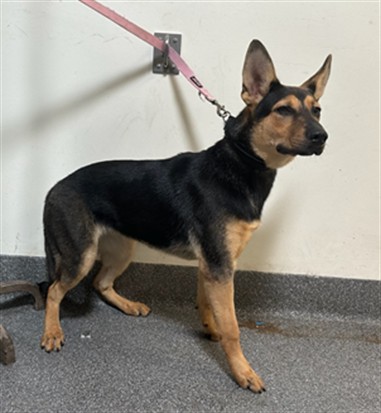 Shelter Stray Female Dog last seen , 3201 Lacy St, Los Angeles, CA 90031, USA
