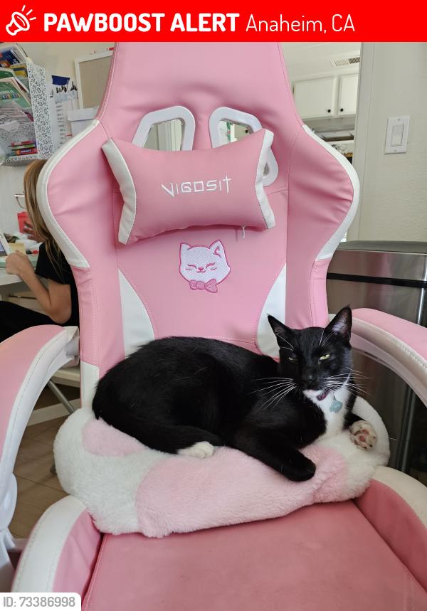 Lost Male Cat last seen E calle pantano, Anaheim ca 92807, Anaheim, CA 92807
