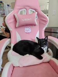 Lost Male Cat last seen E calle pantano, Anaheim ca 92807, Anaheim, CA 92807