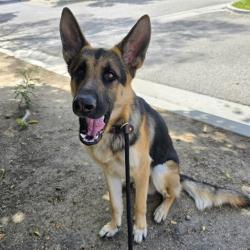 Shelter Stray Male Dog last seen Near BLK E HARDING ST LONG BEACH CA 90805, 7700 E Spring St, Long Beach, CA 90815, USA