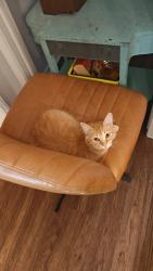 Lost Male Cat last seen Sparrow Hawk and John craig, Waxhaw, NC 28173