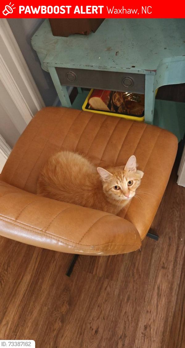 Lost Male Cat last seen Sparrow Hawk and John craig, Waxhaw, NC 28173
