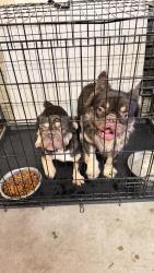Reunited Male Dog last seen Victorville, Victorville, CA 92392