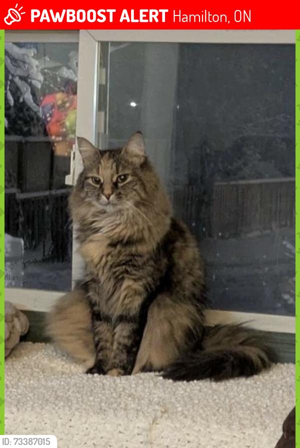 Lost Female Cat last seen Rymal and upper wentworth, Hamilton, ON 