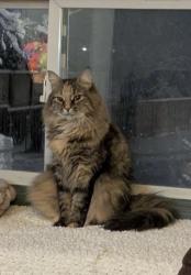 Lost Female Cat last seen Rymal and upper wentworth, Hamilton, ON 