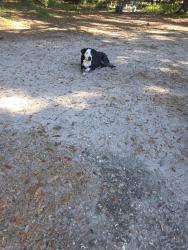 Lost Male Dog last seen Nw 35thstreet, Ocala, FL 34482