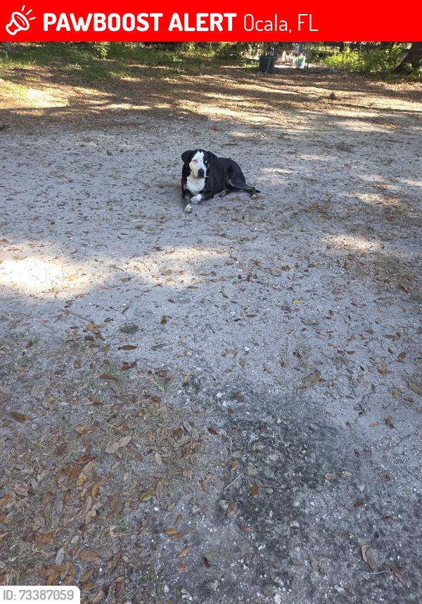 Lost Male Dog last seen Nw 35thstreet, Ocala, FL 34482