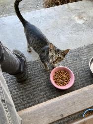 Found/Stray Unknown Cat last seen West ave 136th San Leandro, San Leandro, CA 94577