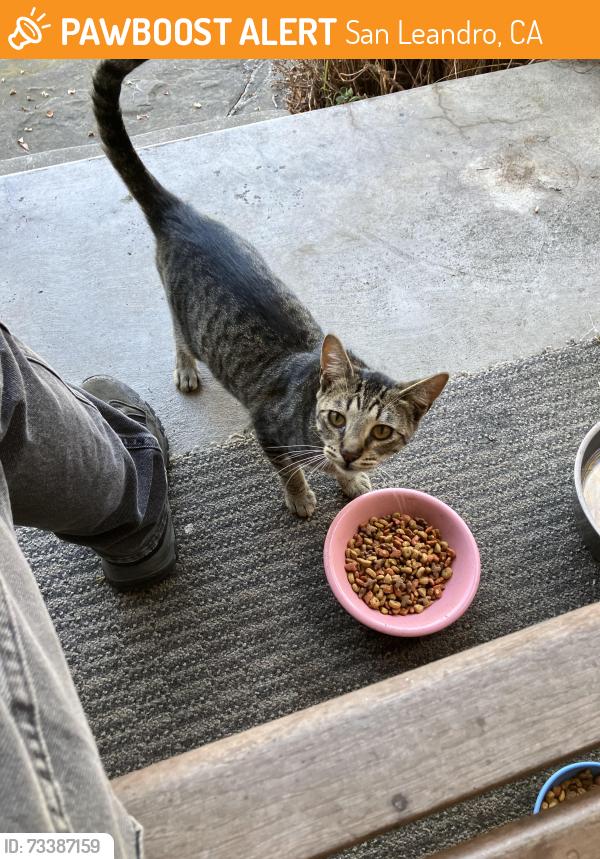 Found/Stray Unknown Cat last seen West ave 136th San Leandro, San Leandro, CA 94577