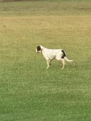 Found/Stray Unknown Dog last seen Galilee and Packing Plant Road Smithfield, Smithfield, NC 27577