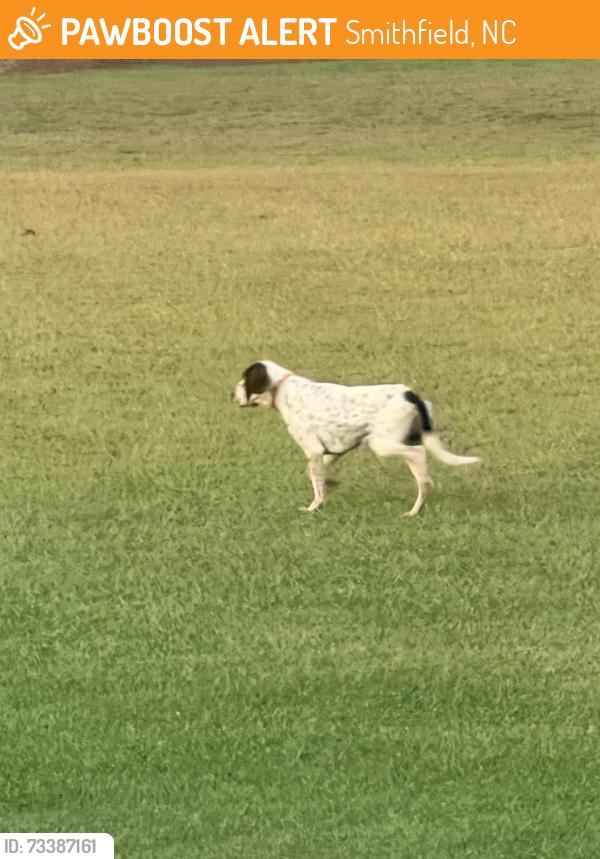 Found/Stray Unknown Dog last seen Galilee and Packing Plant Road Smithfield, Smithfield, NC 27577