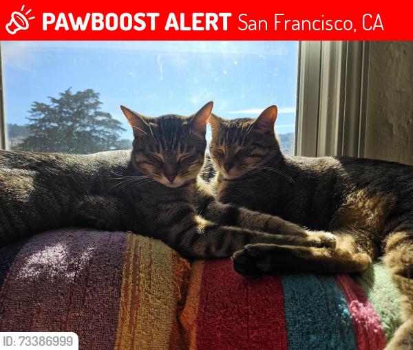 Lost Male Cat last seen 9th avenue and Judah near Golden Gate Park, San Francisco, CA 94122