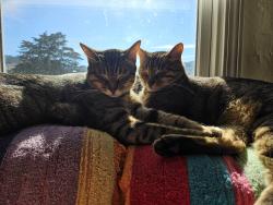 Lost Male Cat last seen 9th avenue and Judah near Golden Gate Park, San Francisco, CA 94122