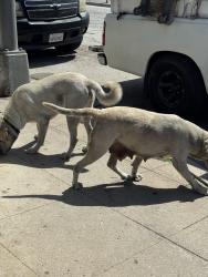 Found/Stray Female Dog last seen Long Beach Court hse, Long Beach, CA 90802