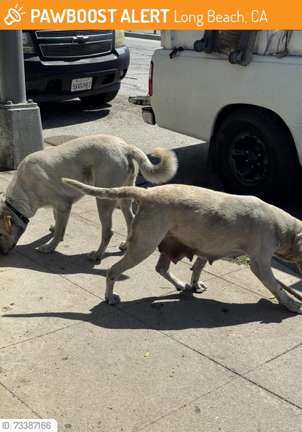 Found/Stray Female Dog last seen Long Beach Court hse, Long Beach, CA 90802