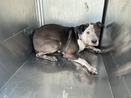 Shelter Stray Male Dog last seen Near Greenwood Blvd, Caddo Parish, LA, 1500 Monty St, Shreveport, LA 71107, USA