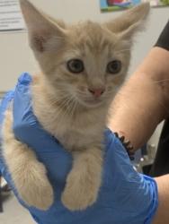 Shelter Stray Female Cat last seen Pines Rd, Caddo Parish, LA, 1500 Monty St, Shreveport, LA 71107, USA