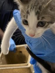 Shelter Stray Male Cat last seen Pines Rd, Caddo Parish, LA, 1500 Monty St, Shreveport, LA 71107, USA