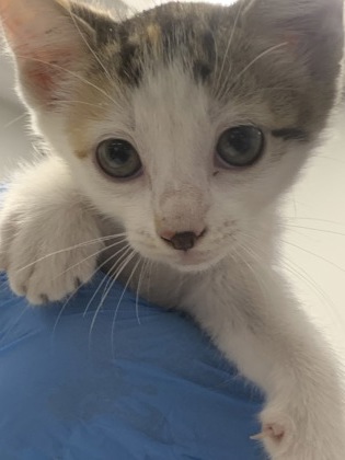 Shelter Stray Female Cat last seen Pines Rd, Caddo Parish, LA, 1500 Monty St, Shreveport, LA 71107, USA