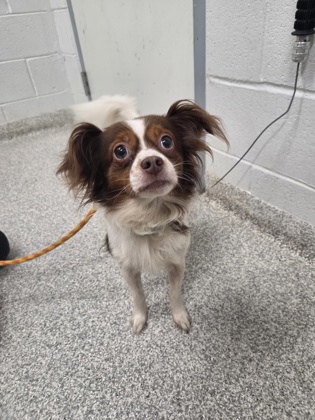 Shelter Stray Male Dog last seen Wilkens Ave & S Monroe St, 21223, MD, 2490 Giles Rd, Baltimore, MD 21225, USA