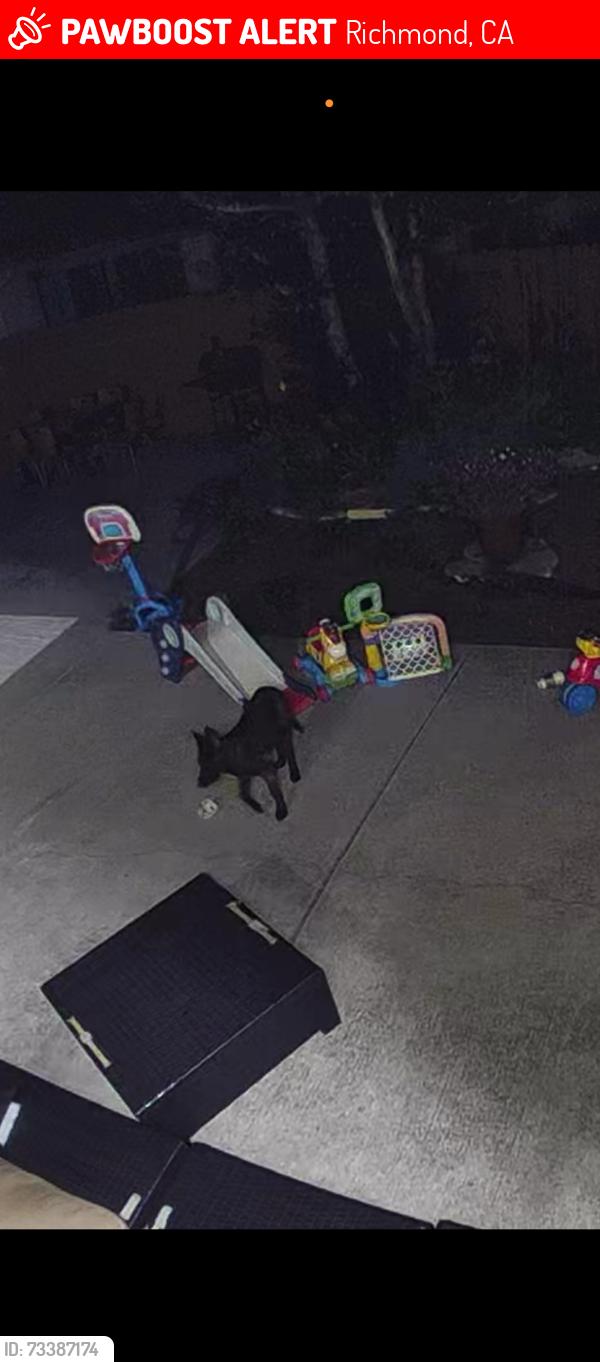 Lost Female Dog last seen Cuttin boulevard, Richmond, CA 94804