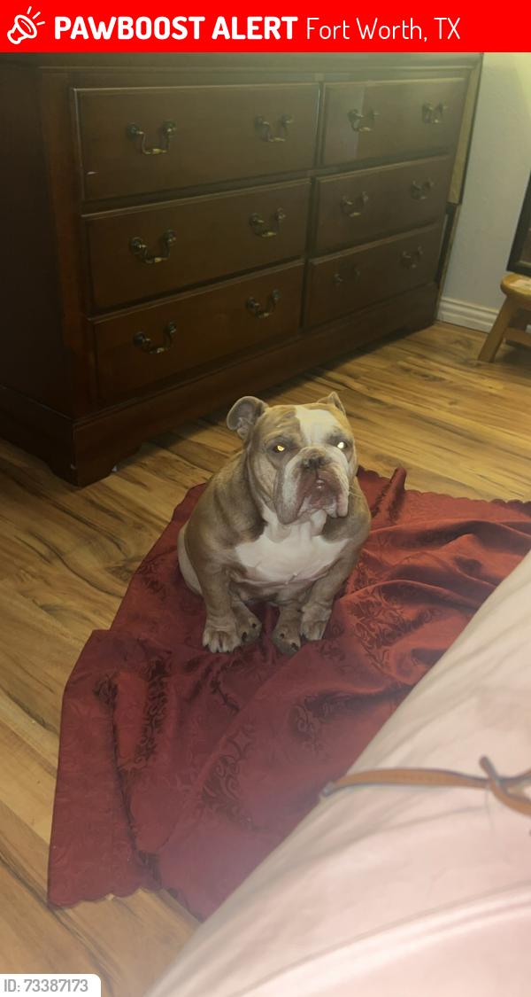 Lost Female Dog last seen Southside, Fort Worth, TX 76104
